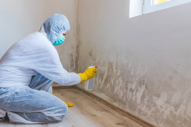 Licensed Mold Testing service in Canton, GA - WQB Mold Removal